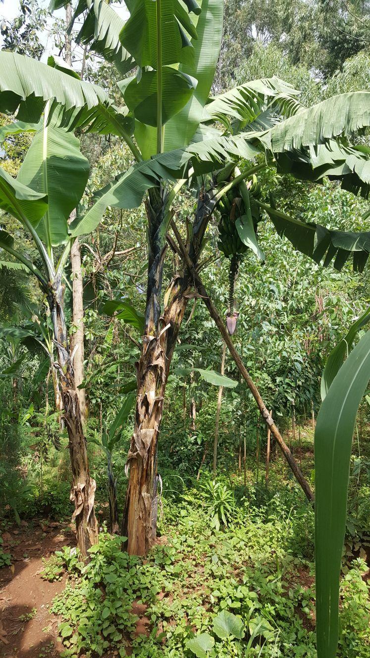 Misiune ortodoxă în Kenya- 19 oct 2017