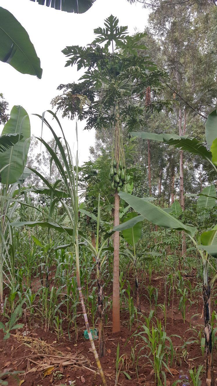 Misiune ortodoxă în Kenya- 19 oct 2017